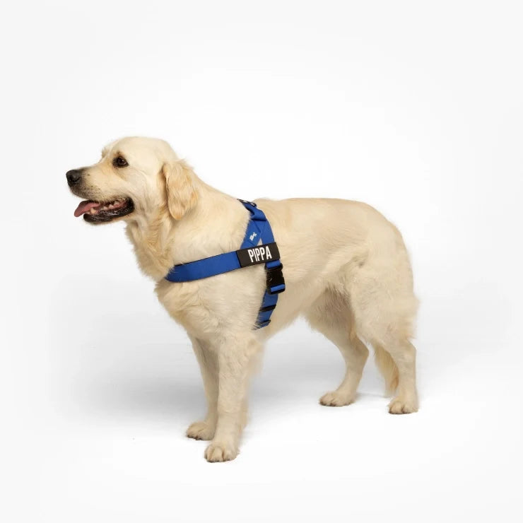 PetComfort