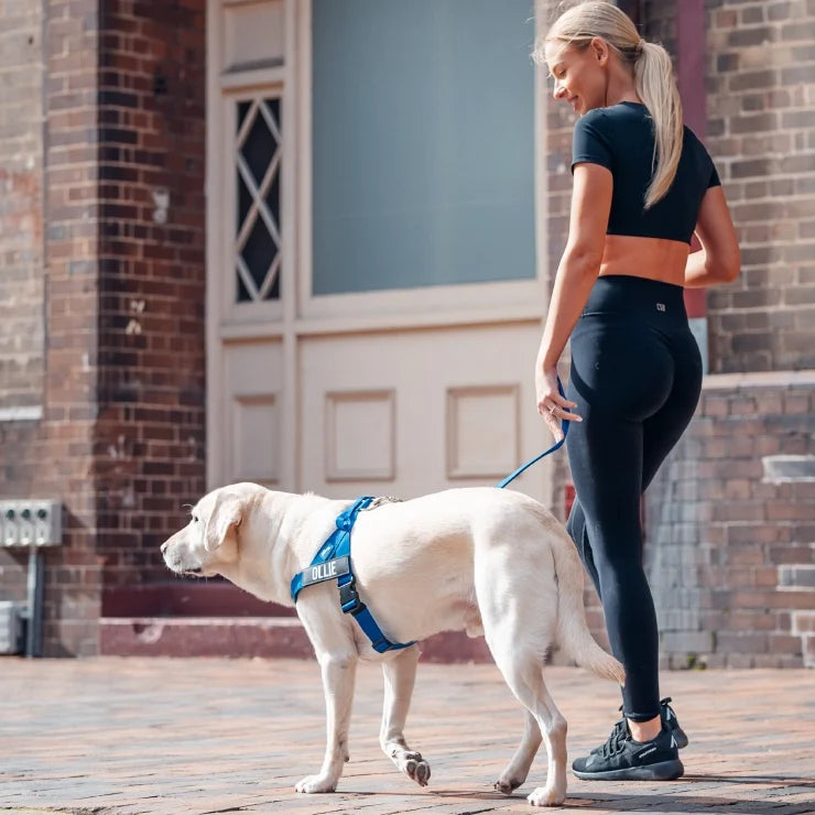 PetComfort