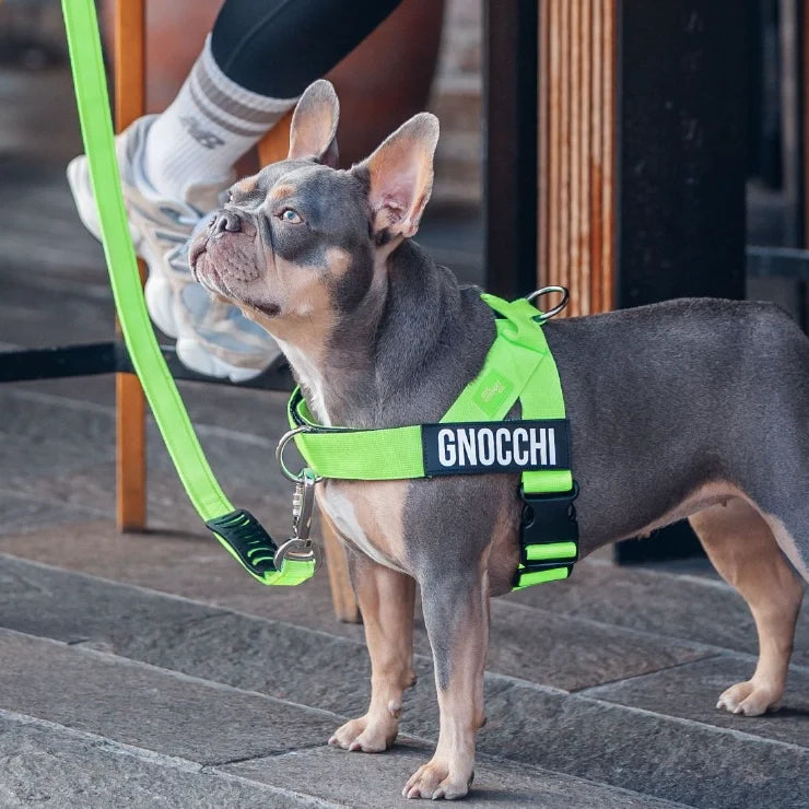 PetComfort