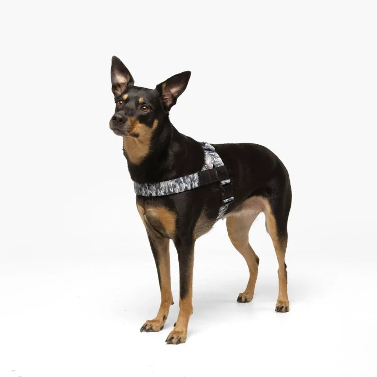 PetComfort