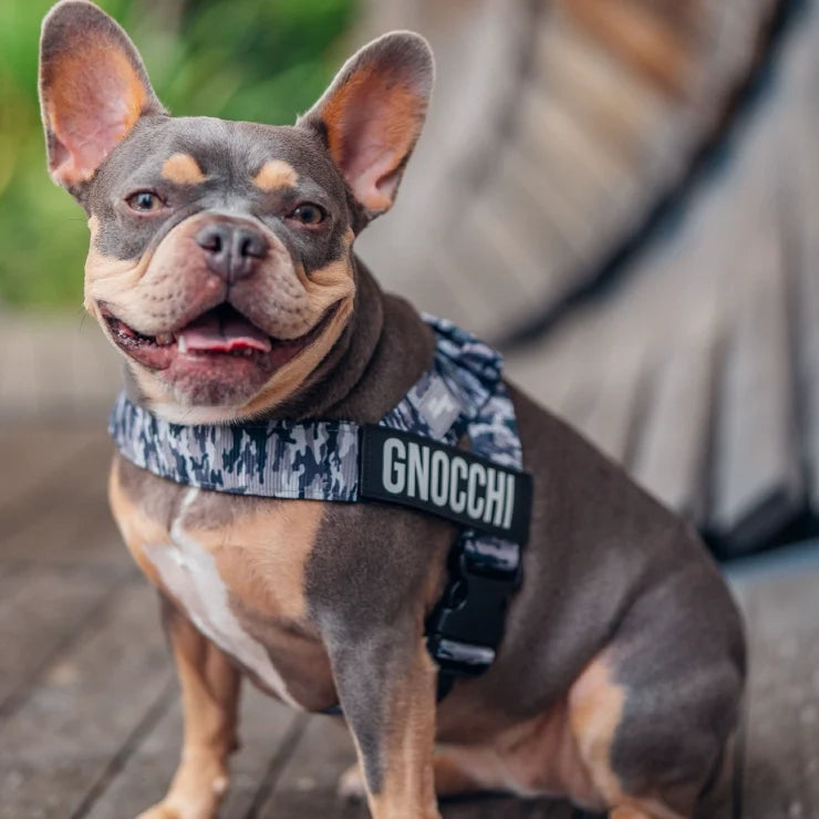 PetComfort