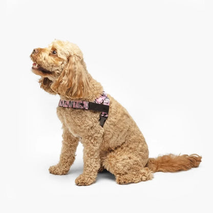PetComfort