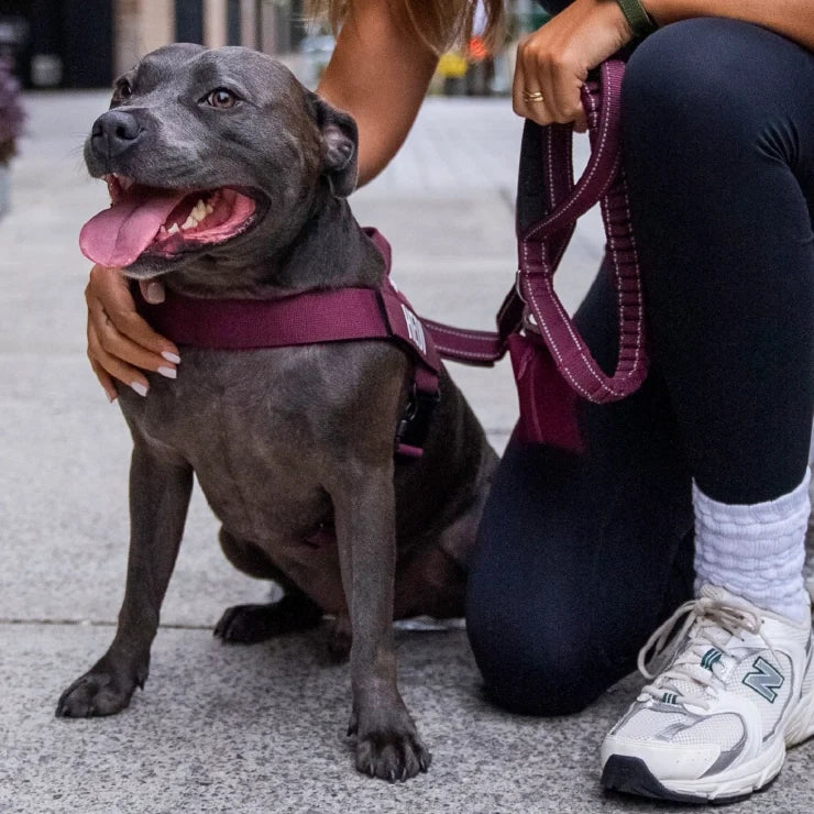 PetComfort
