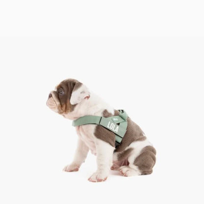 PetComfort