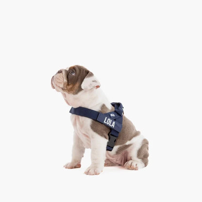 PetComfort