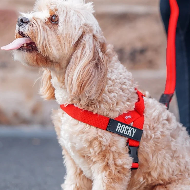 PetComfort