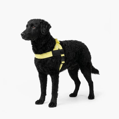 PetComfort