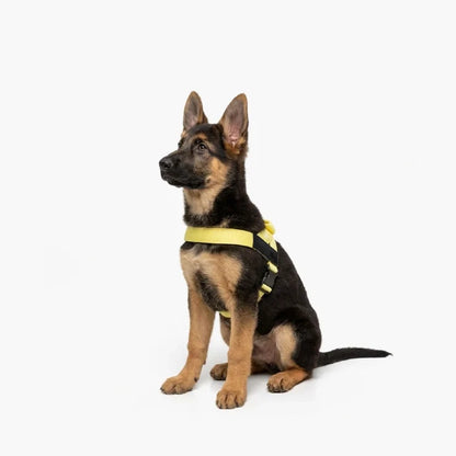 PetComfort