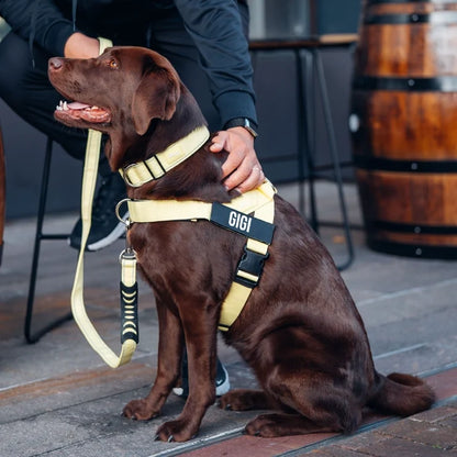 PetComfort